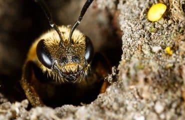 Apiculture : aide aux exploitations apicoles en difficulté