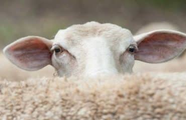 Élevages ovins et bovins : lutte contre la fièvre catarrhale ovine