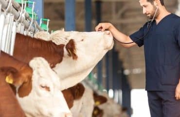 Élevages bovins et ovins : lutte contre la MHE