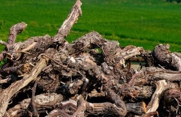 Viticulture : aide à l’arrachage de vignes