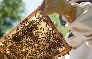 Apiculture : déclaration annuelle des ruches