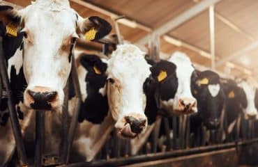 Élevages bovins, ovins et caprins : montant des aides Pac 2024