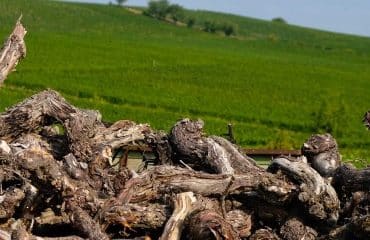 Viticulture : quel bilan pour les demandes d’aide à l’arrachage ?