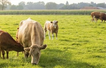 Élevages bovins et ovins : les mesures de soutien de la MSA