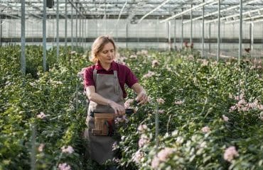 Activités agricoles exonérées de CFE : à condition que l’activité soit agricole !