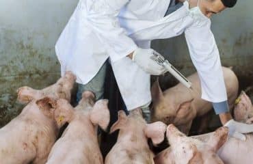Élevages porcins : un plan d’audit sur la peste porcine africaine