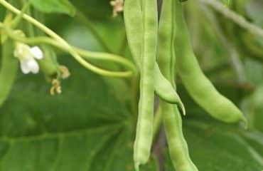 Maraîchage : lutte contre la bactériose vasculaire du haricot