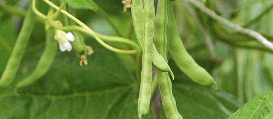 Maraîchage : lutte contre la bactériose vasculaire du haricot