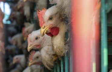 Aviculture : levée des embargos sur les volailles vers les États-Unis et le Canada