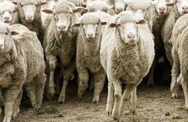Élevages ovins, caprins et bovins : indemnisation des pertes dues à la FCO