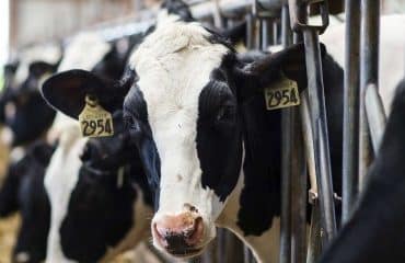 Elevage bovin : montants de l’aide 2024