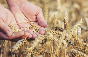 Cultures végétales : montant de certaines aides couplées 2024