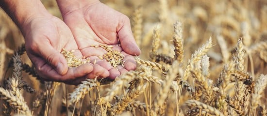 Cultures végétales : montant de certaines aides couplées 2024