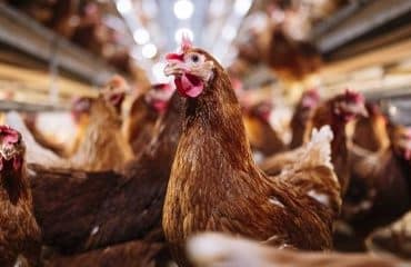 Élevage : l’origine des viandes mentionnée dans la restauration