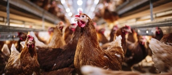 Élevage : l’origine des viandes mentionnée dans la restauration
