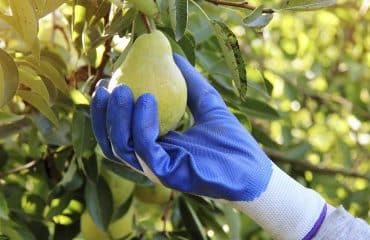 Production de poires : montant de l’aide couplée végétale 2024