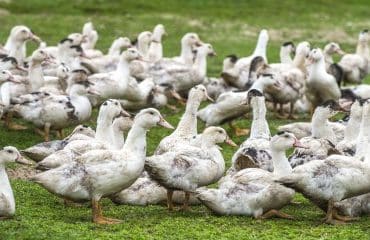 Aviculture : le risque de grippe aviaire redevient modéré