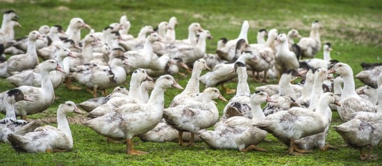 Aviculture : le risque de grippe aviaire redevient modéré