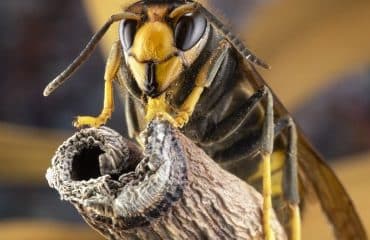 Apiculture : adoption d’un plan national de lutte contre le frelon asiatique