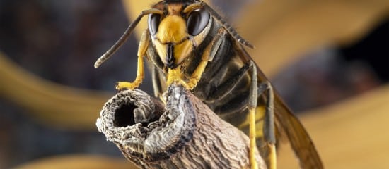 Apiculture : adoption d’un plan national de lutte contre le frelon asiatique