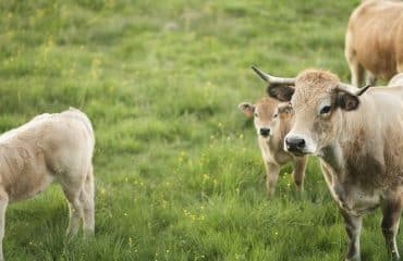 Elevage bovin : aide aux veaux sous la mère et aux veaux bio 2024