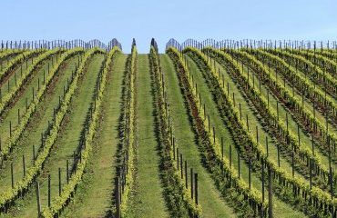 Viticulture : la superficie du vignoble mondial en recul