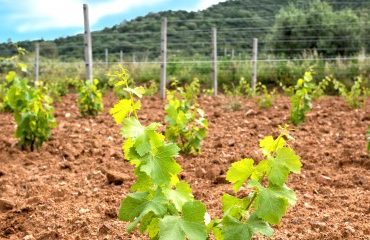 Viticulture : autorisations de plantation de vignes nouvelles pour 2025