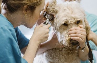 Vétérinaires : le Guide des bonnes pratiques de prescription remis à jour