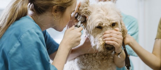 Vétérinaires : le Guide des bonnes pratiques de prescription remis à jour