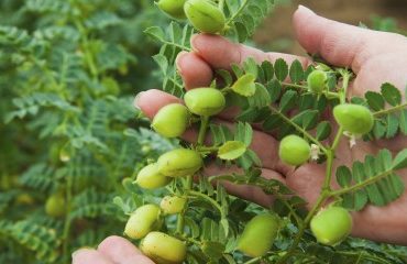 Culture de légumineuses : autorisation temporaire de certains produits