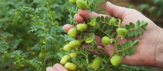 Culture de légumineuses : autorisation temporaire de certains produits