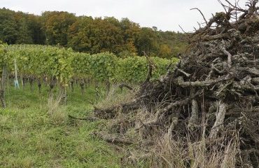 Viticulture : report de la date limite pour l’arrachage des vignes