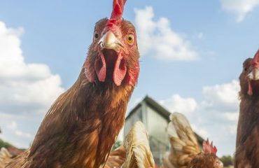 Aviculture : aide aux éleveurs de poules pondeuses affectés par la grippe aviaire