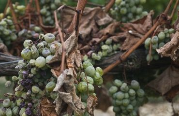 Viticulture : lutte contre la flavescence dorée de la vigne