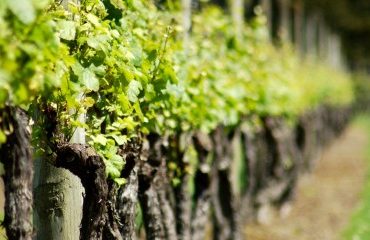 Viticulture : aide à l’arrachage de vignes mères de porte-greffes