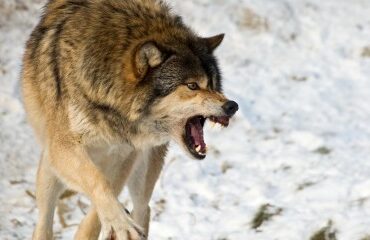Élevages bovins et équins : tirs de défense des troupeaux contre les loups