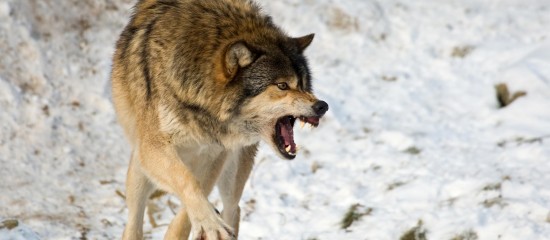 Élevages bovins et équins : tirs de défense des troupeaux contre les loups