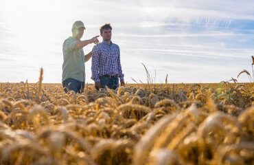 À quel moment peut-on insérer une clause de reprise sexennale dans un bail rural ?