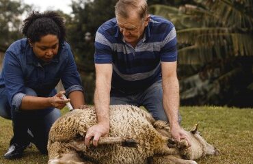 Élevages ovins et bovins : campagne de vaccination contre la FCO