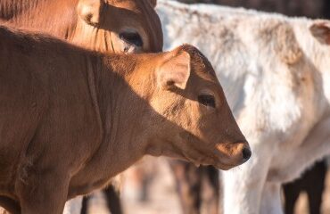 Élevage bovin : indemnisation des éleveurs impactés par la dermatose nodulaire contagieuse