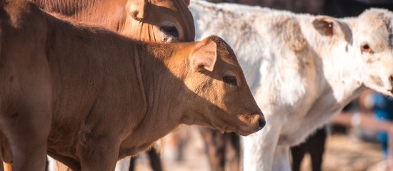 Élevage bovin : indemnisation des éleveurs impactés par la dermatose nodulaire contagieuse