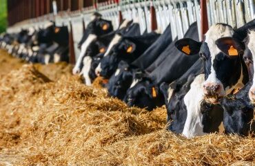 Agriculture : ce que prévoit la loi Duplomb