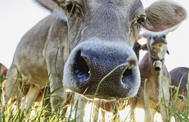 Élevage bovin : dépistage de la tuberculose bovine