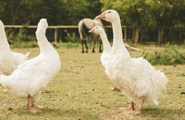 Aviculture : allègement des mesures de prévention contre la grippe aviaire