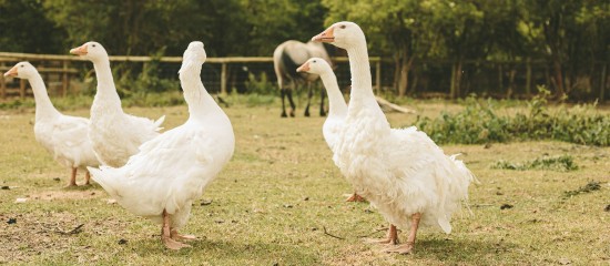 Aviculture : allègement des mesures de prévention contre la grippe aviaire