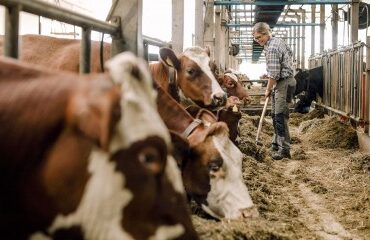 Elevage bovin : une nouvelle zone réglementée pour la DNC