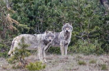 Élevages bovins, ovins, caprins : tirs de défense contre les loups