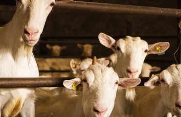 Élevages bovins, ovins et caprins : montant des aides Pac 2025
