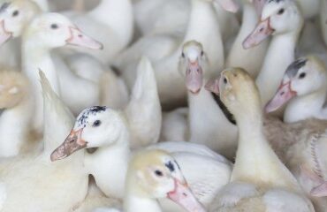Aviculture : le risque de grippe aviaire redevient « élevé » !