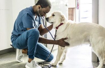 Vétérinaires : une étude sur la santé au travail des praticiens
